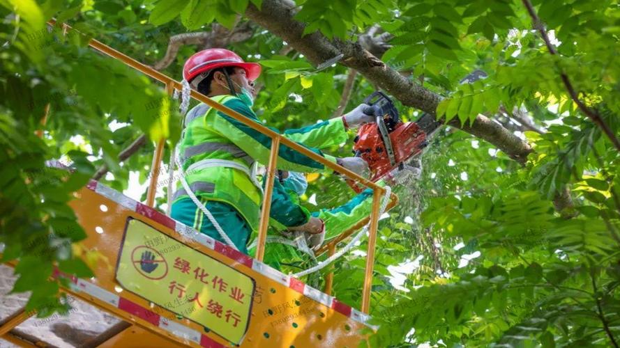 青州市新博物館綠化工程日常